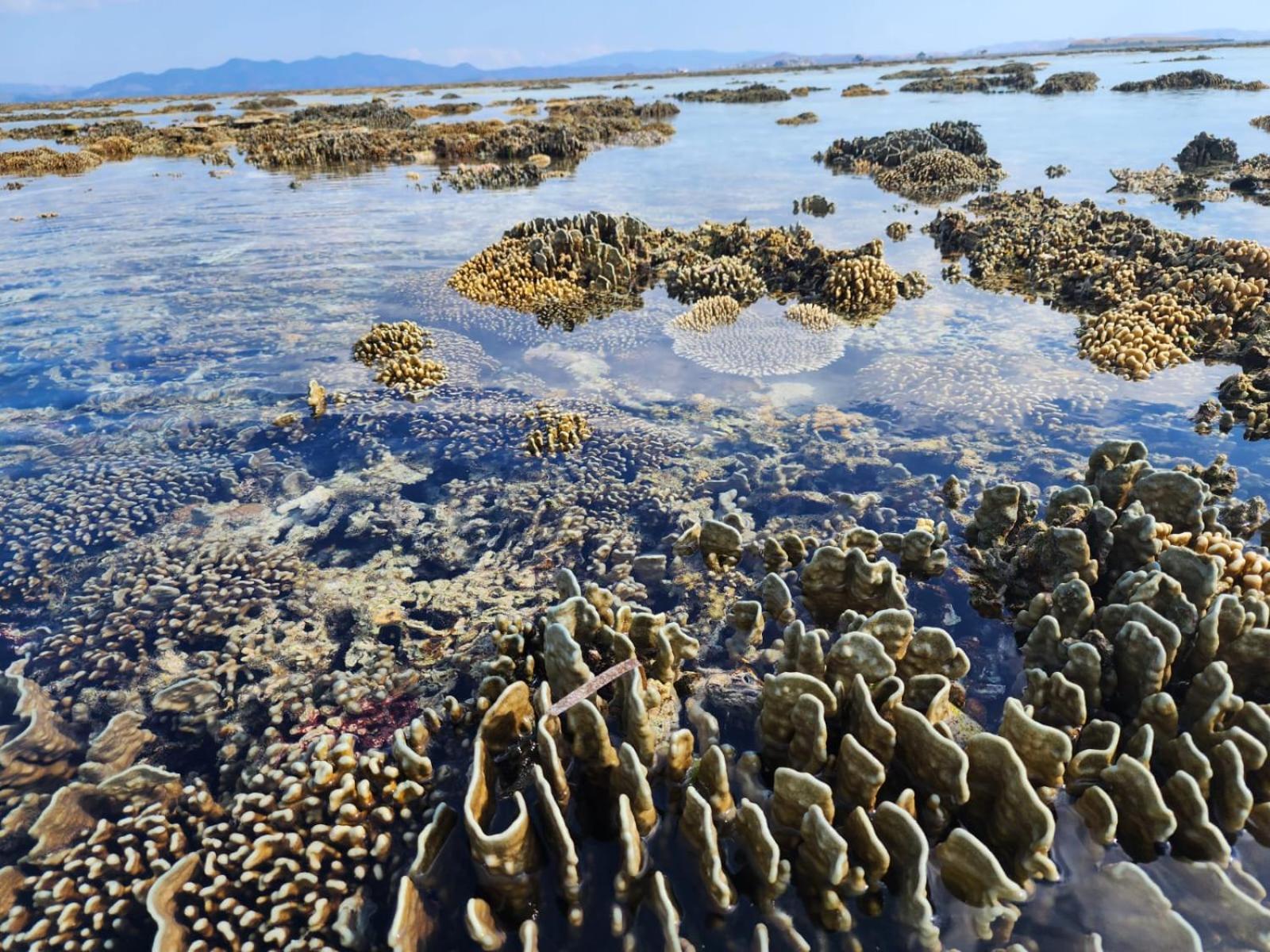 Sylvia Hotel & Resort Komodo ลาบวนบาโจ ภายนอก รูปภาพ