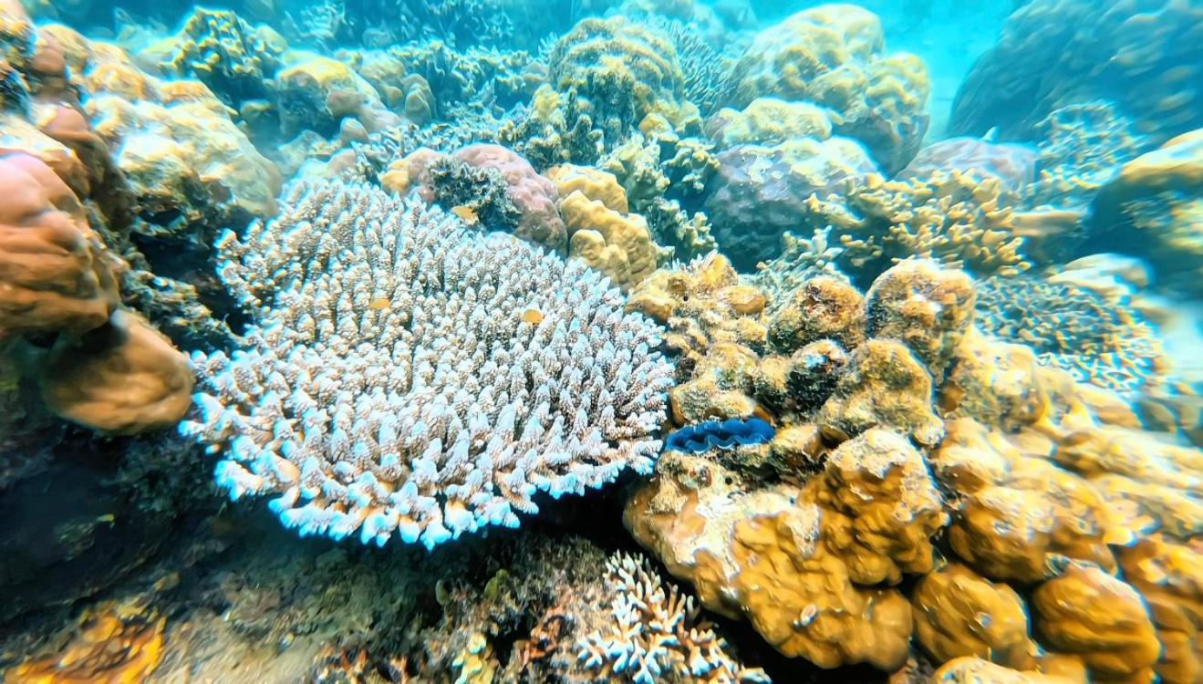 Sylvia Hotel & Resort Komodo ลาบวนบาโจ ภายนอก รูปภาพ